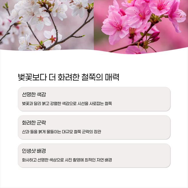 철쭉의 매력 - 벚꽃과는 다른 강렬한 봄의 색감