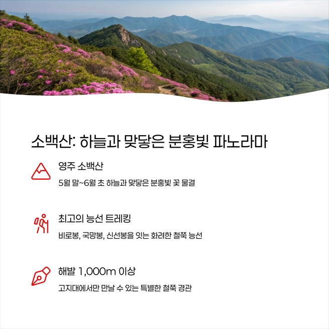 소백산 철쭉 군락지 - 하늘과 맞닿은 분홍빛 파노라마